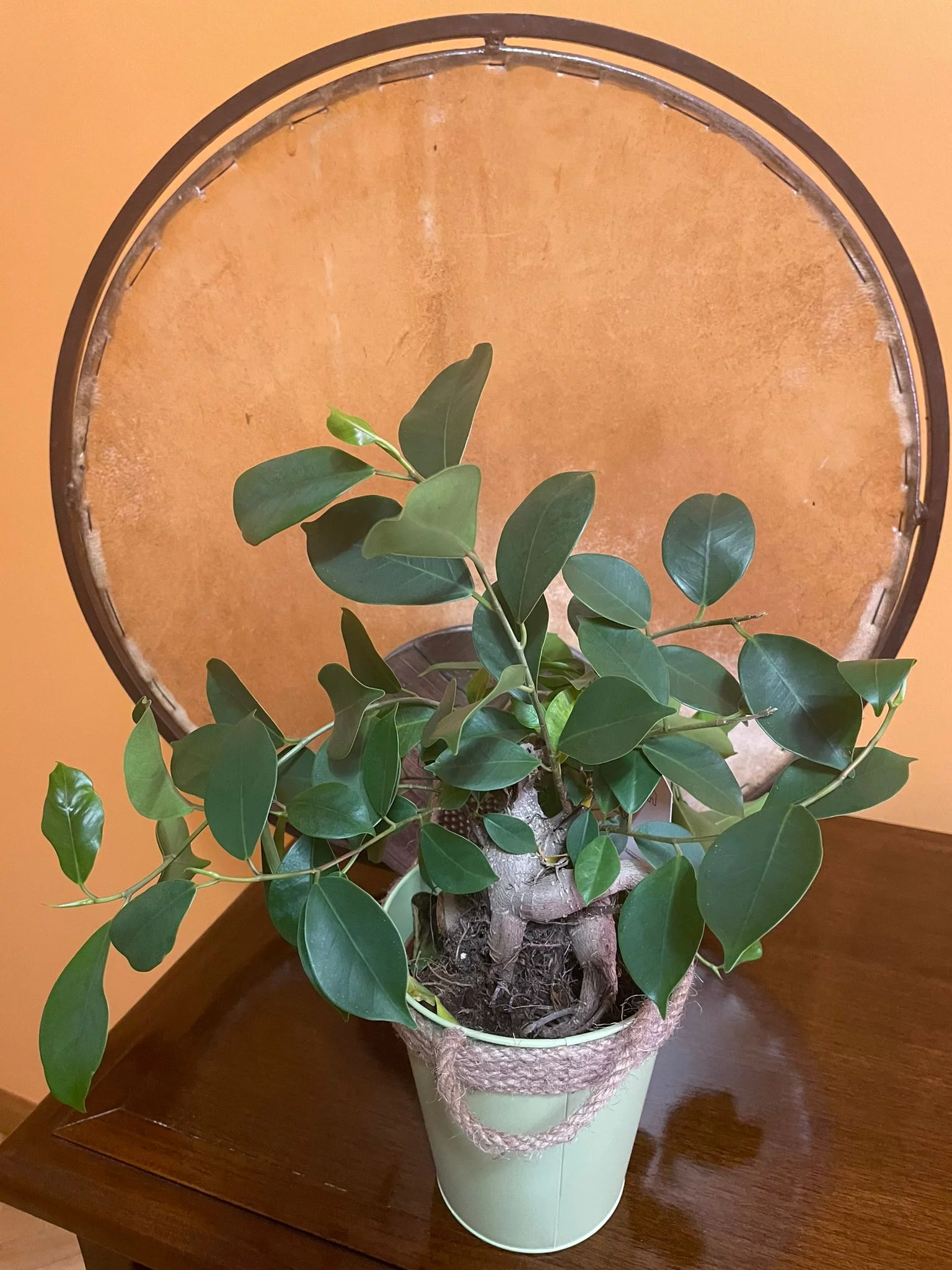 Regalo de Viki para KSEMAN